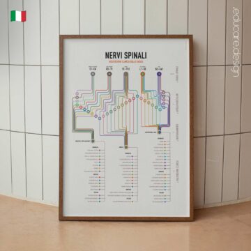 Mappa di Rete del Plesso Brachiale tavola anatomica per studi e cliniche Mappa di Rete del Plesso Brachiale tavola anatomica per studi e cliniche